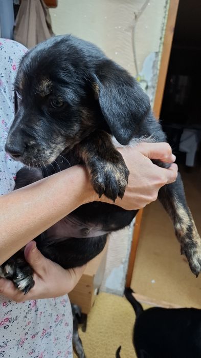 Отдам щенят в добрые руки