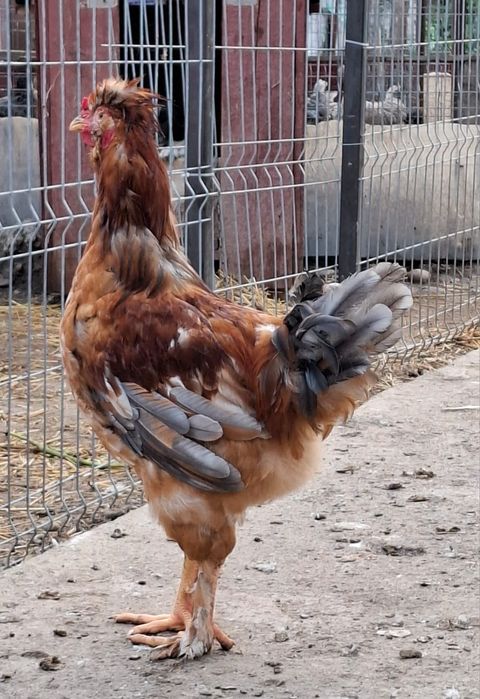 Vând/schimb cocoși cu moț și barbă