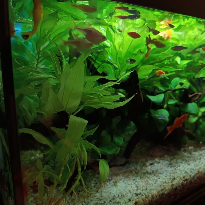 Acvariu complet echipat