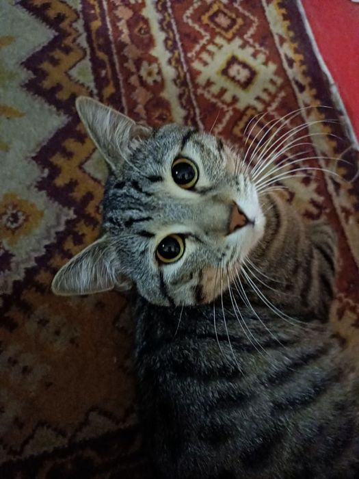 Отдам кота в хорошие руки