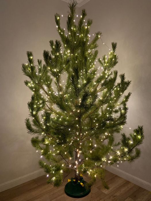 Елки новогодние живые