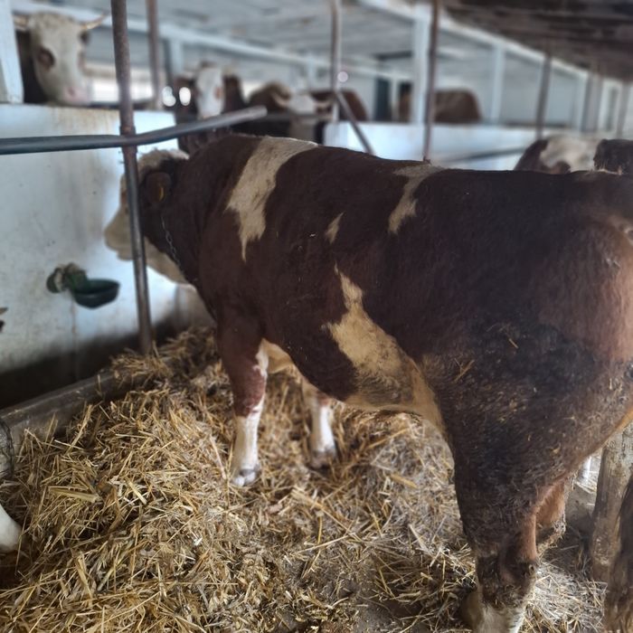 Taur Baltat Romanesc cu ADNsi certificat de originede vanzare