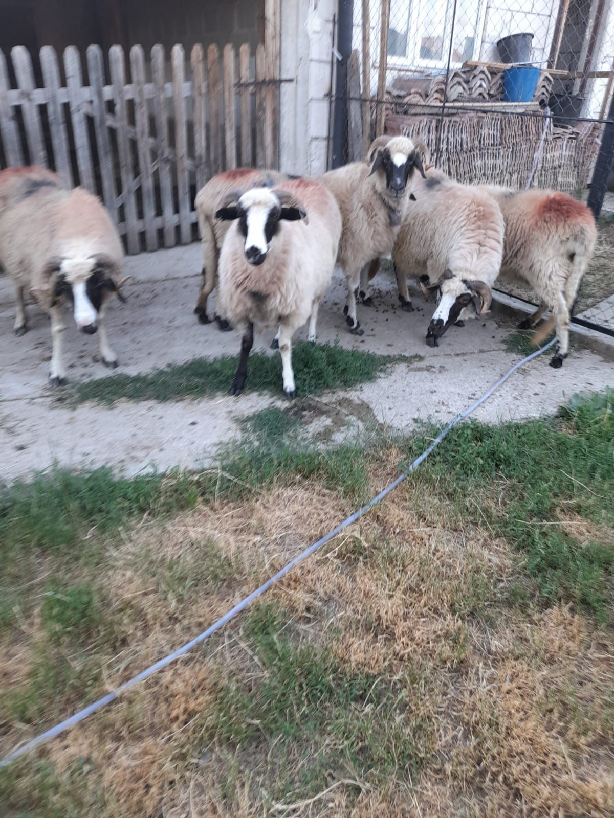 Oi breze de vânzare