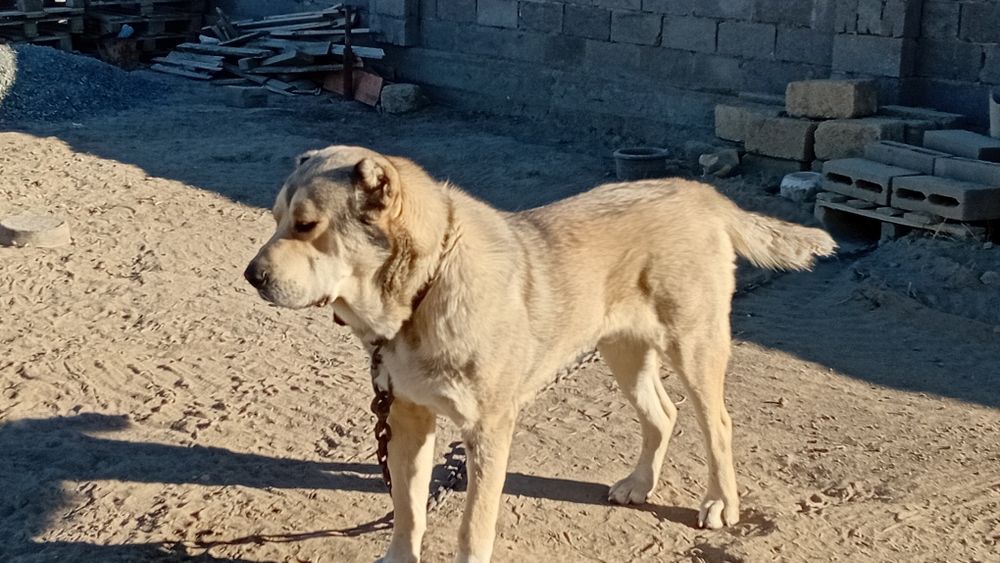 Продаётся собака