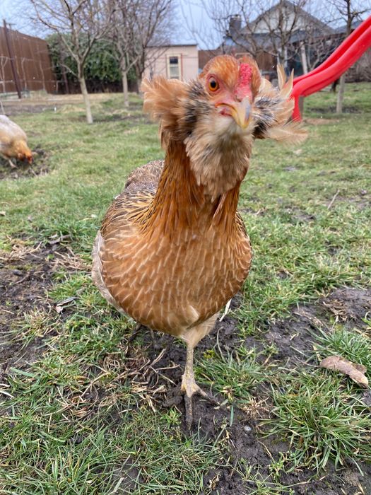 Vând ouă Araucana pentru incubat - găini și cocoș de rasă curată