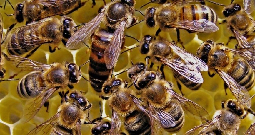 Vand familii de albine