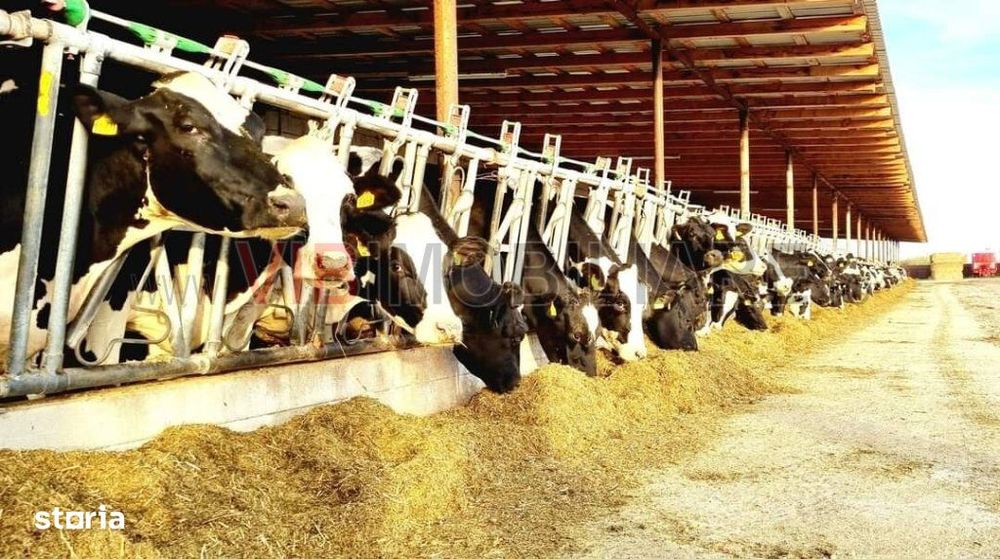 Ferma zootehnică funcțională, populată cu peste 200 capete bovine,