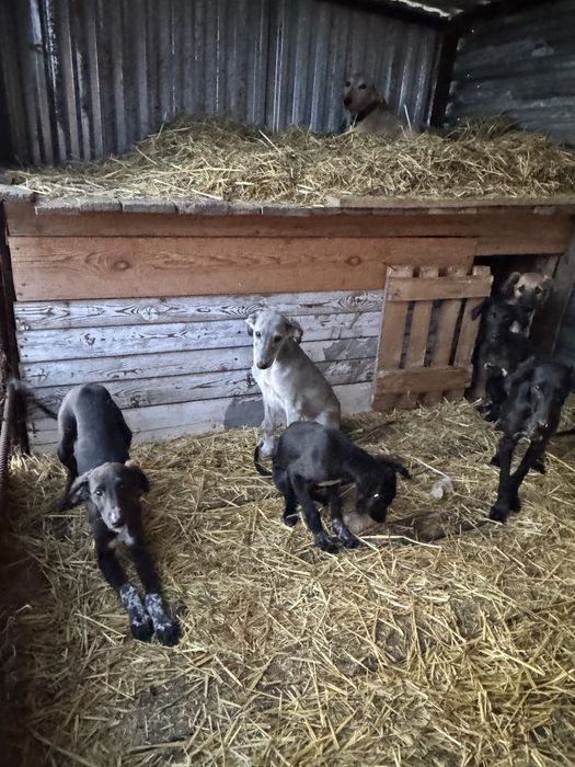 Тазы щенки (три мясяца)