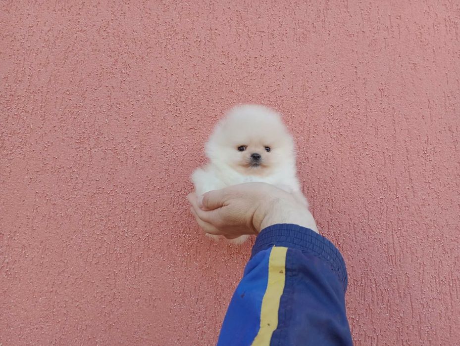 Миниатюрни мини Померани. Реални снимки!
Мъжки Померани. Реални снимки