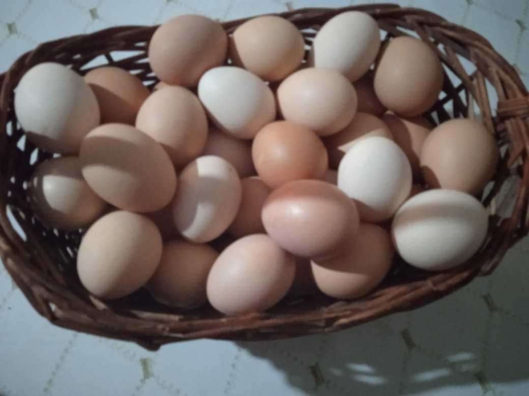Продам домашний яйца