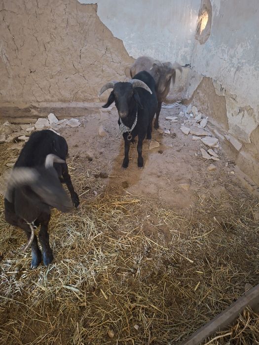 Кой козилар 4364