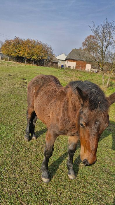 Vând mânz de 8 luni