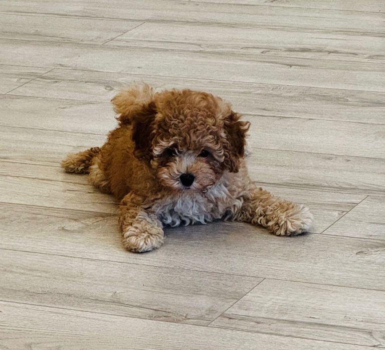 Продается чистокровный щенок той пуделя