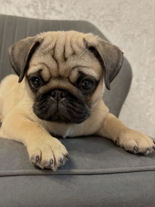 Мопс джек ищет себе новый дом