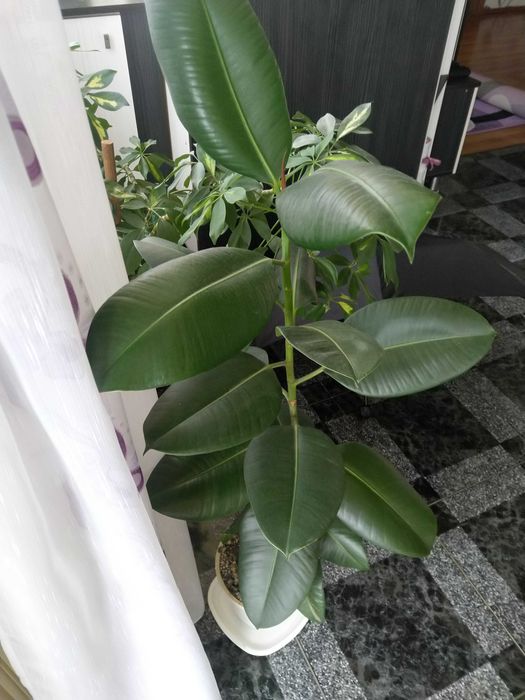 Vând ficus de cameră plantat în ghiveci, cu înălțimea de aprox. 1,2 m.