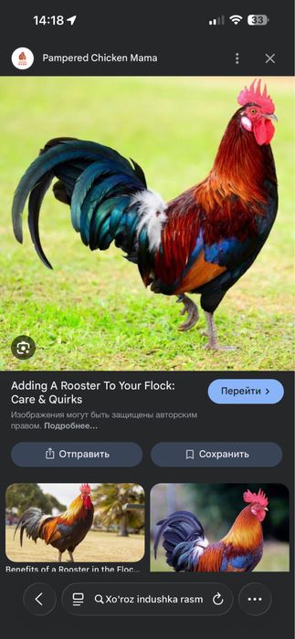 Xo'rozlar sotiladi indushga ham bor kelishilgan narxda