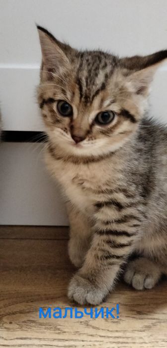 Котята в добрые руки.