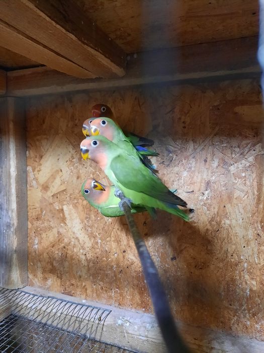 Agapornis disponibili