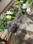 Pisicuțe british shorthair-4 baieti