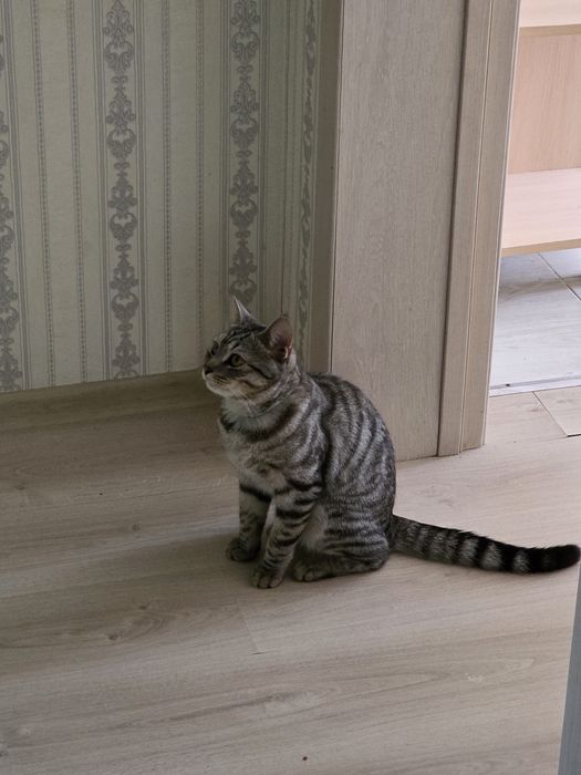 Кошка 10 месяцев бесплатно срочно