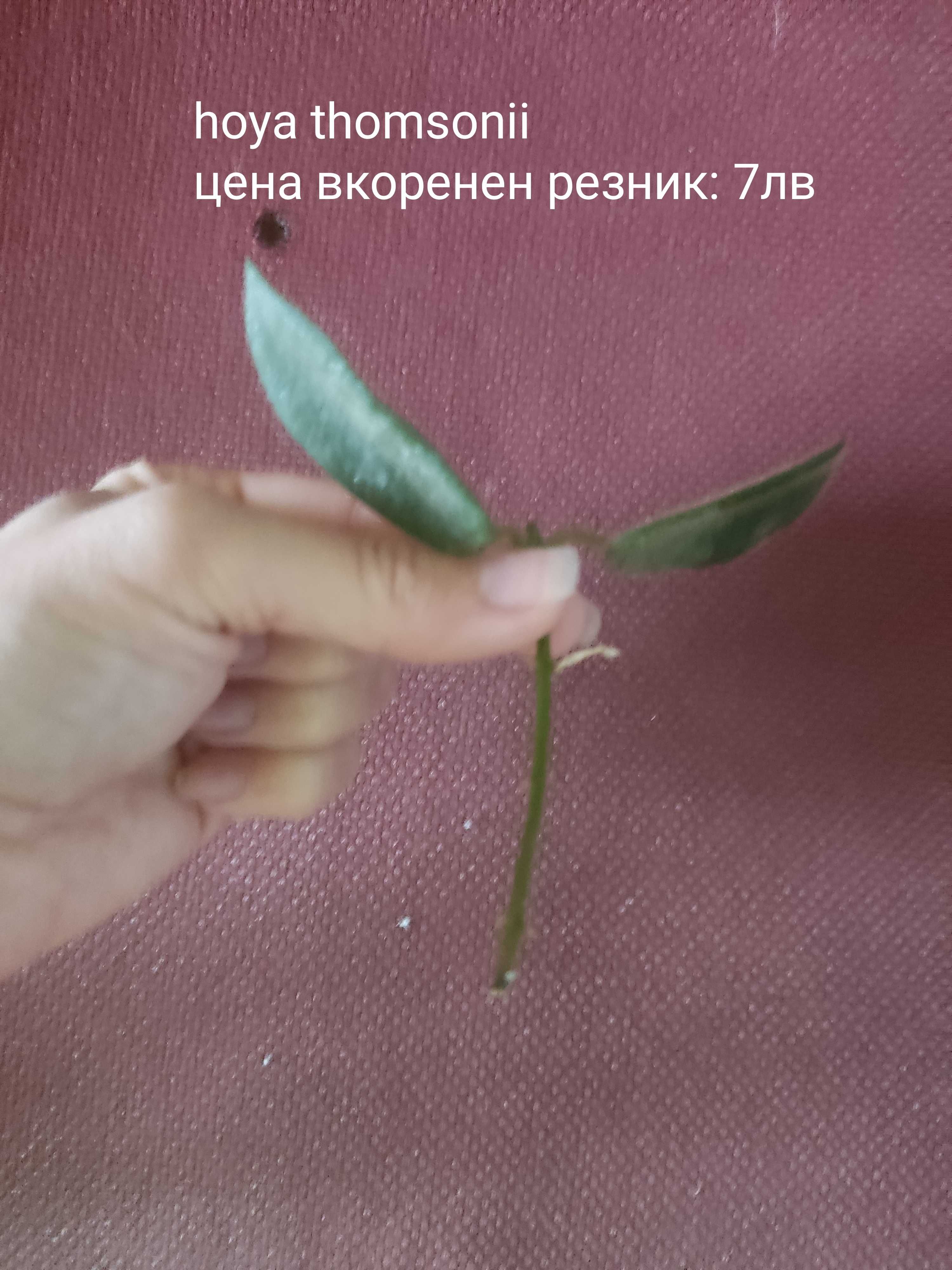 Растения хоя (различни видове)