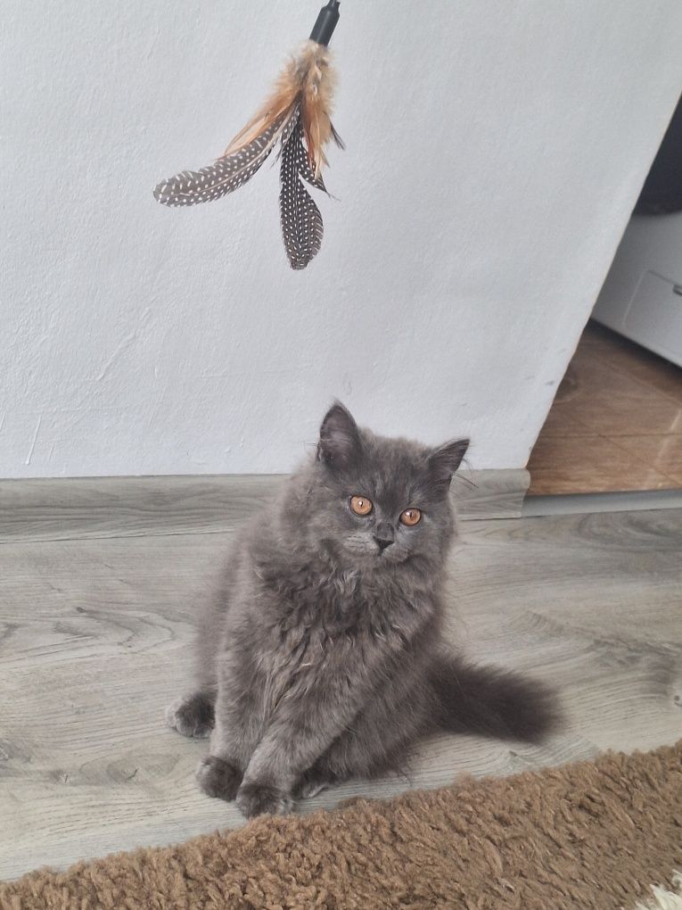 British Longhair