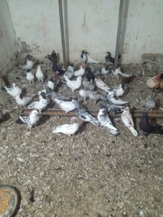 Продам голубей на ходятся ст шамалган