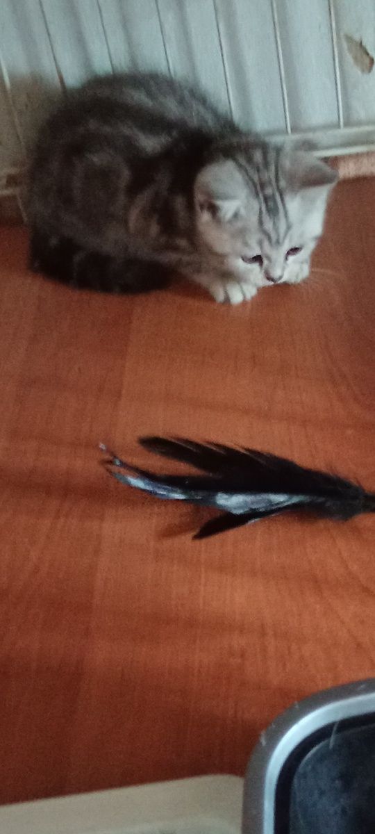 Продам шотладскую прямоухую кошечку .