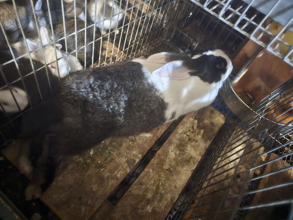 Vand iepuri cu transport la domiciliu.