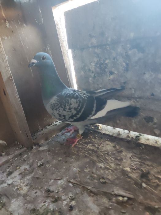 Porumbei părinți și bunici cu pedigree