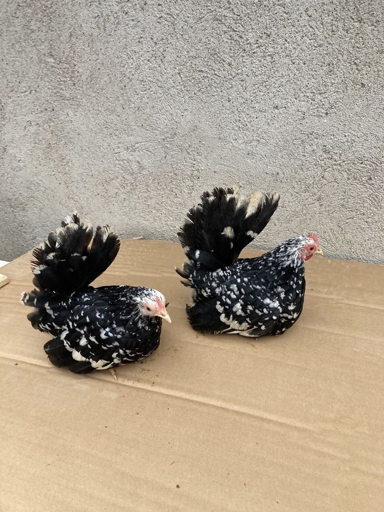 Păsări de expoziție Chabo Bobat  de vânzare !