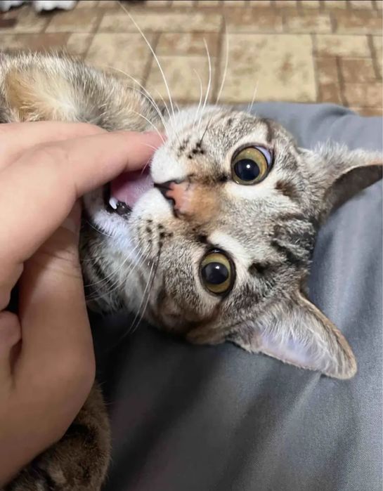 Отдам ласковую кошку