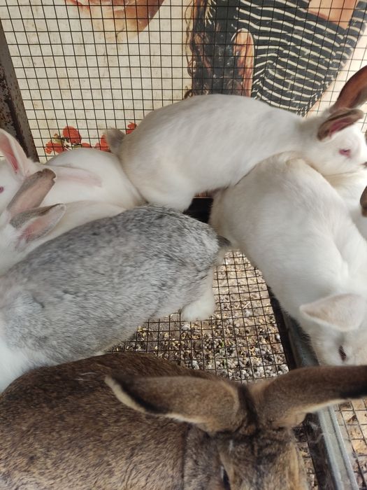 Продавам зайци за разплод или за консумация