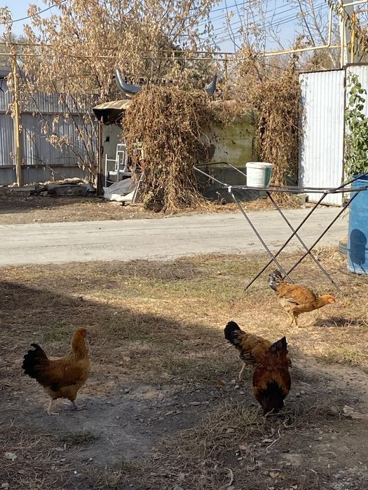 Продам куриц молодые