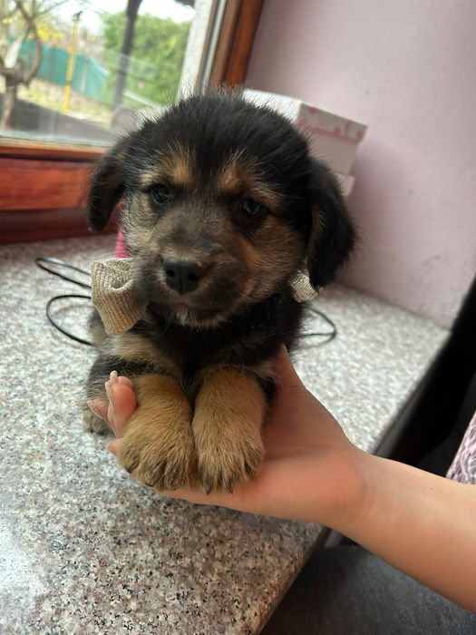 Cățeluși simpatici