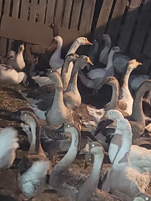 Vând gâște Românești