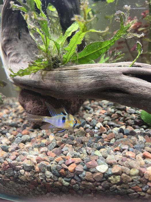 Продаем апистограмм рамирези крупные, активные, здоровые.