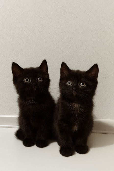 Отдам котенка в хорошие руки