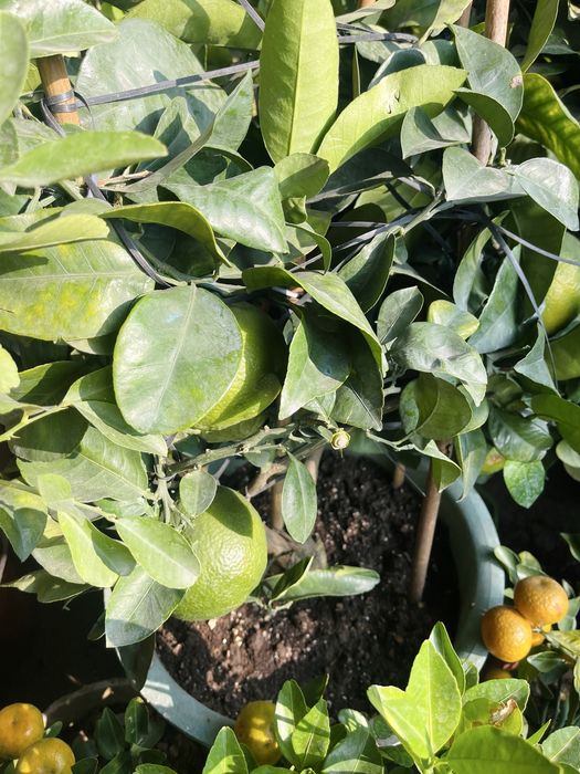 Саженцы мандаринов в продаже