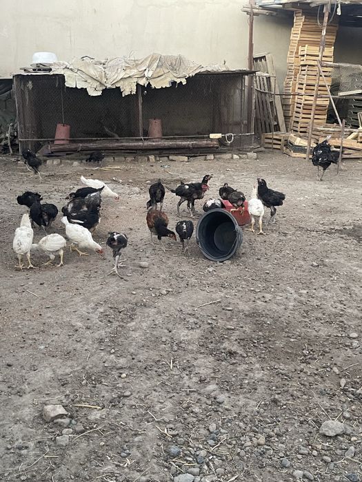 Xonaki Yovuqla 80.000 dan Donasi Kelishiladi Optimga