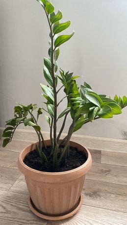 Комнатное растение-денежное дерево!