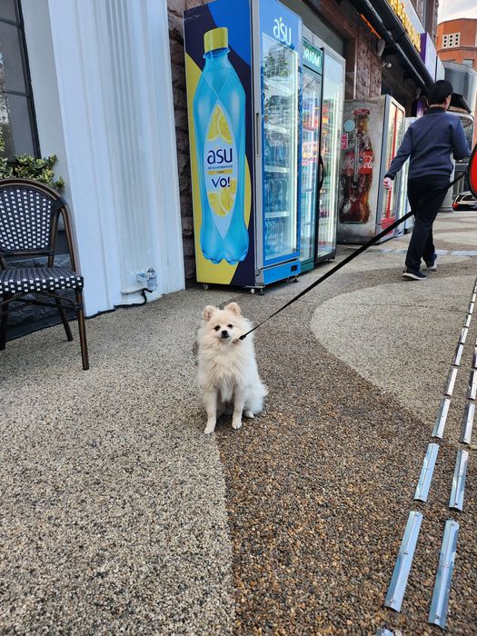 Продается щенок шпиц