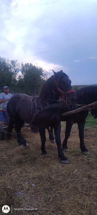 Manji negri garantati