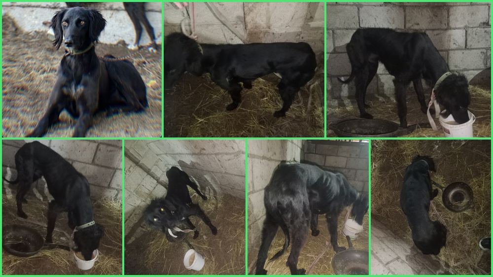 Тазы сатам,Продам Тазы