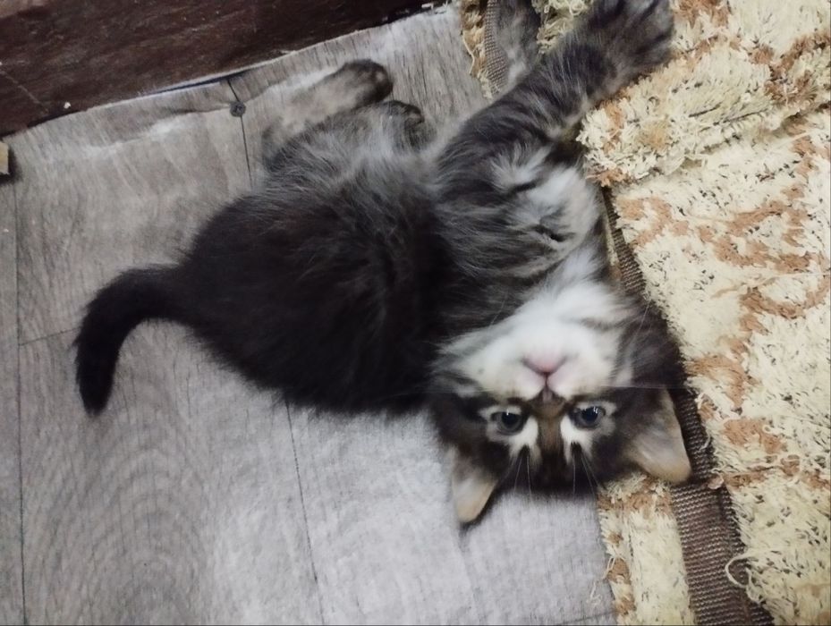 отдаю котят в хорошие руки