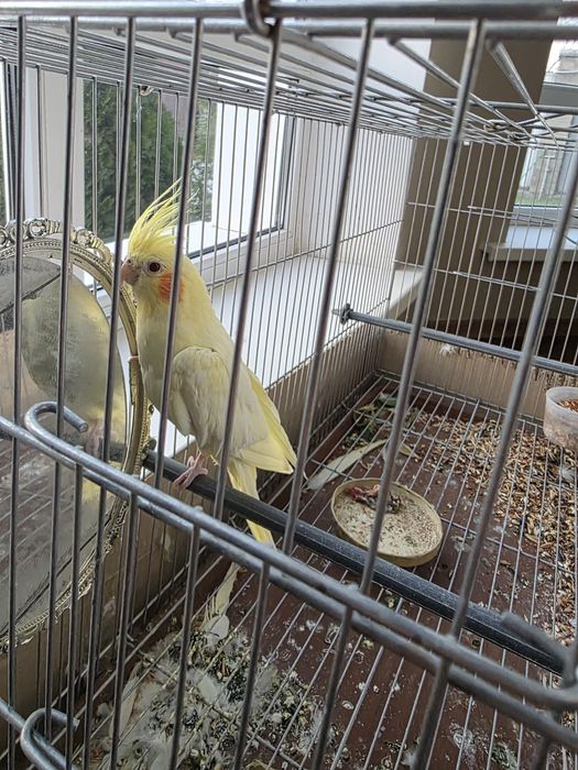 Попугай и клетка