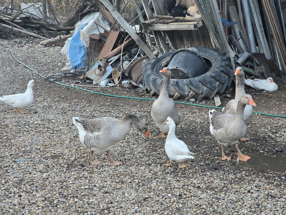 Vând Gâște Toulouse, rațe albe