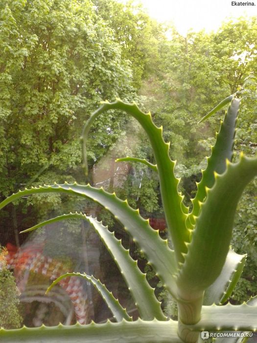 Продаю лечебные цветы, растение Алоэ