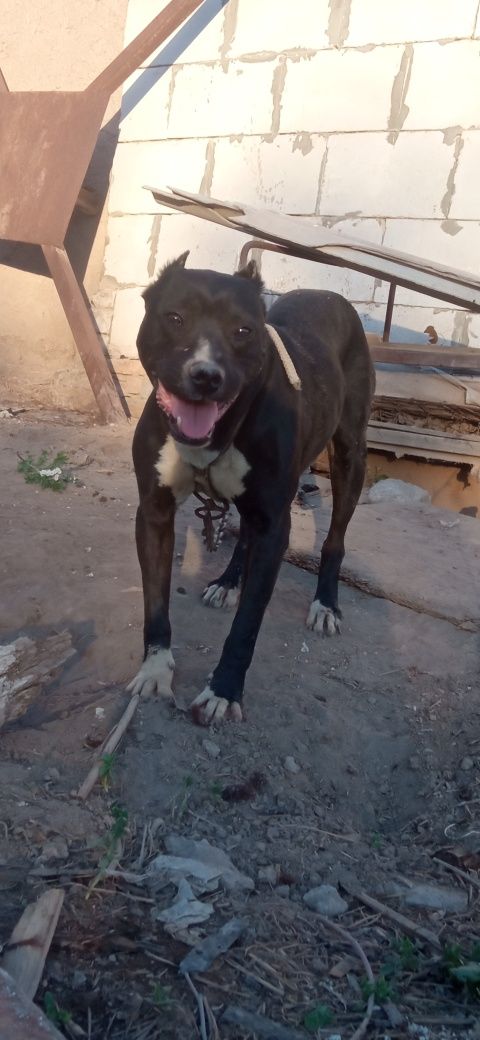 Pid bull Sotiladi