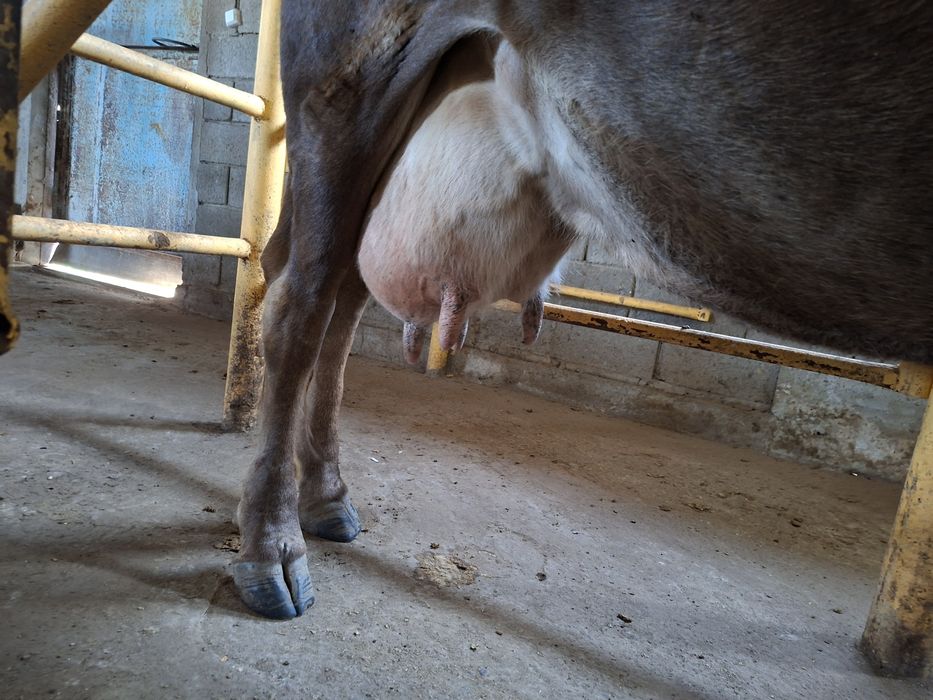 Продам дойных коров 28 голов